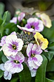 ERYSIMUM WINTER CHARM