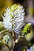 FOTHERGILLA MAJOR