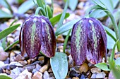 FRITILLARIA DAVISII