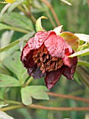 PAEONIA DELAVAYI