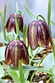 FRITILLARIA DAVISII