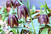 FRITILLARIA DAVISII