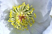 HELLEBORUS NIGER ASHWOOD STRAIN