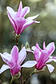 MAGNOLIA X LEOBNERI LEONARD MESSEL