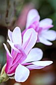 MAGNOLIA X LEOBNERI LEONARD MESSEL