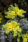 MAHONIA AQUIFOLIUM