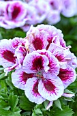 PELARGONIUM BELLA DONNA