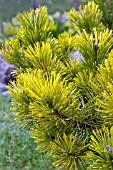 PINUS MUGO KARSTENS WINTERGOLD