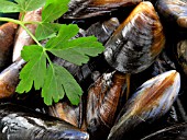 FLAT LEAVED PARSLEY (PETROSELINUM CRISPUM NEAPOLITANUM)) WITH MUSSELS