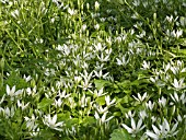 ORNITHOGALUM COLLINUM (STAR OF BETHLEHEM)