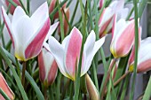 TULIPA LADY JANE