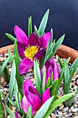 TULIPA HUMILIS ODALISQUE