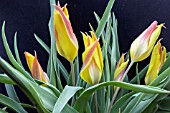 TULIPA KOLPAKOWSKIANA