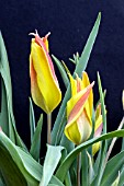 TULIPA KOLPAKOWSKIANA