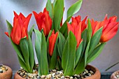 TULIPA PRAESTANS FUSILIER