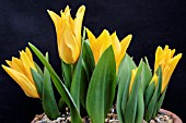 TULIPA PRAESTANS SHOGUN