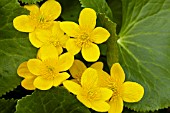 CALTHA PALUSTRIS