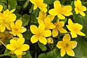 CALTHA PALUSTRIS