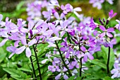 CARDAMINE QUINQUEFOLIA