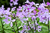 CARDAMINE QUINQUEFOLIA