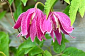 CLEMATIS MARKHAMS PINK