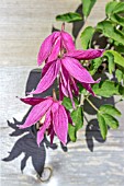 CLEMATIS MARKHAMS PINK