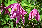 CLEMATIS MARKHAMS PINK