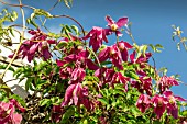 CLEMATIS MARKHAMS PINK