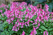 CORYDALIS SOLIDA