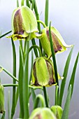 FRITILLARIA ACMOPETALA