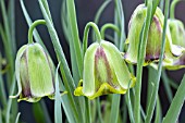 FRITILLARIA ACMOPETALA