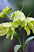 FRITILLARIA PALLIDIFLORA