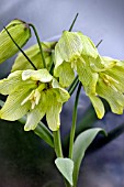 FRITILLARIA PALLIDIFLORA