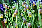 FRITILLARIA UVA-VULPIS