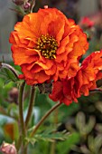 GEUM FIERY TEMPEST