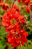 GEUM SCARLET TEMPEST