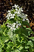 LUNARIA ANNUA ALBIFLORA