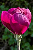 MAGNOLIA BLACK TULIP