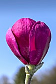 MAGNOLIA BLACK TULIP