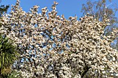 MAGNOLIA X SOULANGEANA