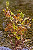 OSMUNDA REGALIS