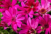 PERICALLIS,SENETTI MAGENTA (SUNSENERE)