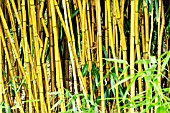 PHYLLOSTACHYS AUREA