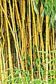 PHYLLOSTACHYS AUREA