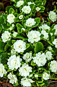 PRIMULA BALLERINA WHITE