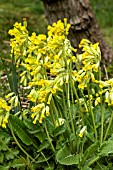 PRIMULA VERIS