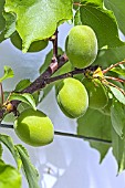 PRUNUS ARMENIACA MOORPARK