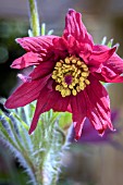 PULSATILLA PINWHEEL RED