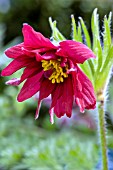 PULSATILLA PINWHEEL RED