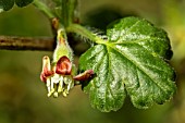 RIBES UVA-CRISPA CARELESS